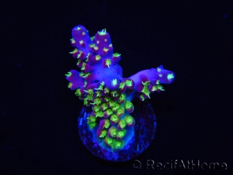 WYSIWYG RAH Acropora Rainbow Loom 5D1