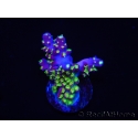 WYSIWYG RAH Acropora Rainbow Loom 5D1