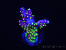 WYSIWYG RAH Acropora Rainbow Loom 5D1