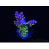 WYSIWYG RAH Acropora Rainbow Loom 5D1