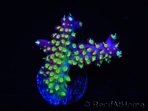 WYSIWYG RAH Acropora Rainbow Loom 5D2