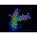 WYSIWYG RAH Acropora Rainbow Loom 5D2