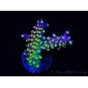 WYSIWYG RAH Acropora Rainbow Loom 5D2