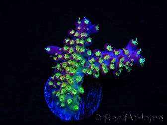 WYSIWYG RAH Acropora Rainbow Loom 5D2