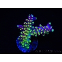 WYSIWYG RAH Acropora Rainbow Loom 5D2