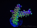 WYSIWYG RAH Acropora Rainbow Loom 5D2