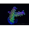 WYSIWYG RAH Acropora Rainbow Loom 5D2