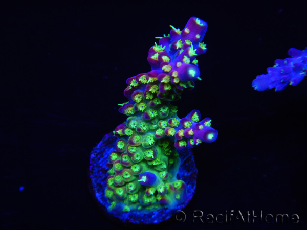WYSIWYG RAH Acropora Rainbow Loom 5D3