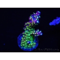 WYSIWYG RAH Acropora Rainbow Loom 5D3