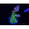WYSIWYG RAH Acropora Rainbow Loom 5D3