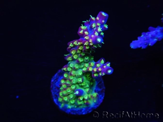 WYSIWYG RAH Acropora Rainbow Loom 5D3