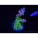 WYSIWYG RAH Acropora Rainbow Loom 5D3