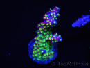 WYSIWYG RAH Acropora Rainbow Loom 5D3