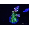 WYSIWYG RAH Acropora Rainbow Loom 5D3