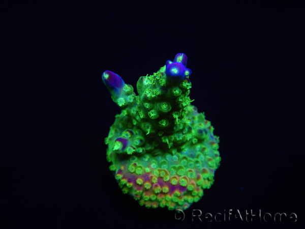 WYSIWYG RAH Acropora Rainbow Loom 5D4