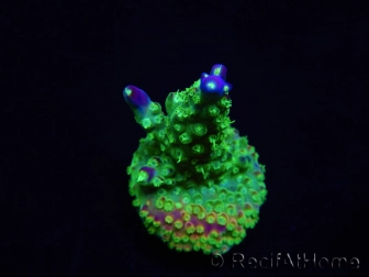 WYSIWYG RAH Acropora Rainbow Loom 5D4