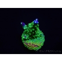 WYSIWYG RAH Acropora Rainbow Loom 5D4