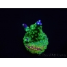 WYSIWYG RAH Acropora Rainbow Loom 5D4