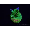 WYSIWYG RAH Acropora Rainbow Loom 5D4