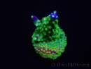 WYSIWYG RAH Acropora Rainbow Loom 5D4