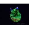 WYSIWYG RAH Acropora Rainbow Loom 5D4