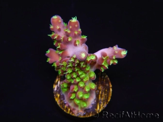 WYSIWYG RAH Acropora natalensis Rainbow Loom 5D1