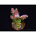 WYSIWYG RAH Acropora natalensis Rainbow Loom 5D1