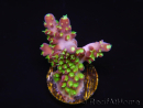 WYSIWYG RAH Acropora natalensis Rainbow Loom 5D1