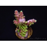 WYSIWYG RAH Acropora natalensis Rainbow Loom 5D1