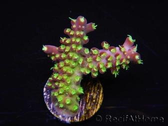 WYSIWYG RAH Acropora natalensis Rainbow Loom 5D2