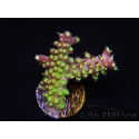 WYSIWYG RAH Acropora natalensis Rainbow Loom 5D2