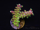 WYSIWYG RAH Acropora natalensis Rainbow Loom 5D2