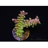 WYSIWYG RAH Acropora natalensis Rainbow Loom 5D2