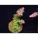 WYSIWYG RAH Acropora natalensis Rainbow Loom 5D3