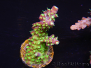 WYSIWYG RAH Acropora natalensis Rainbow Loom 5D3