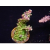 WYSIWYG RAH Acropora natalensis Rainbow Loom 5D3