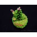 WYSIWYG RAH Acropora natalensis Rainbow Loom 5D4