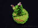 WYSIWYG RAH Acropora natalensis Rainbow Loom 5D4