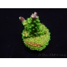 WYSIWYG RAH Acropora natalensis Rainbow Loom 5D4