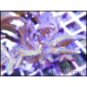 Seriatopora histrix polype violet Taille M