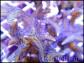 Seriatopora histrix polype violet Taille M