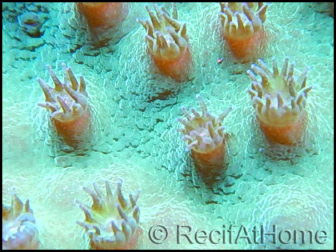 Turbinaria sp vert M