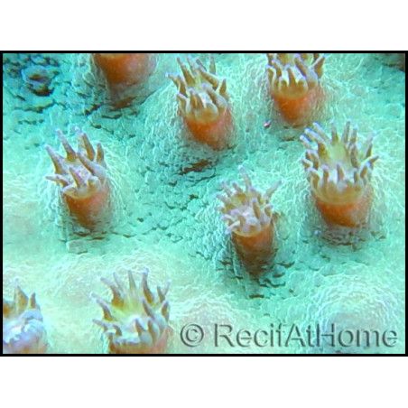 Turbinaria sp vert M