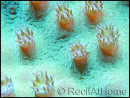 Turbinaria sp vert M