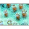Turbinaria sp vert M