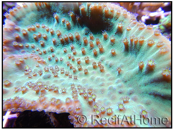 Turbinaria sp vert M
