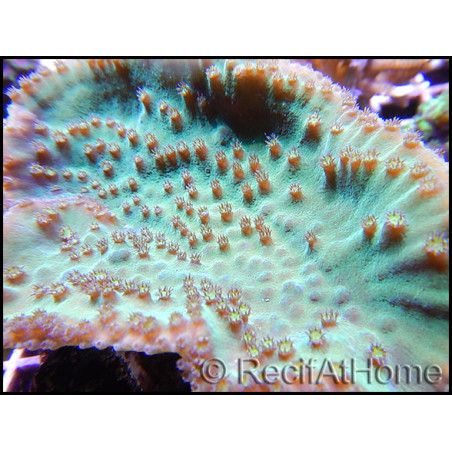 Turbinaria sp vert M