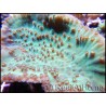 Turbinaria sp vert M