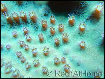 Turbinaria sp vert M