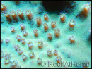 Turbinaria sp vert M